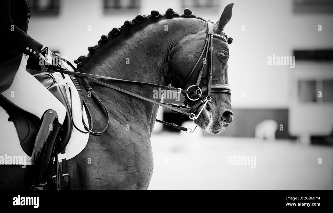 Sport equestre.la gamba del pilota nella staffa, a cavallo marrone. Dressage di cavalli nell'arena. Ritratto sport stallone nel doppio Foto Stock