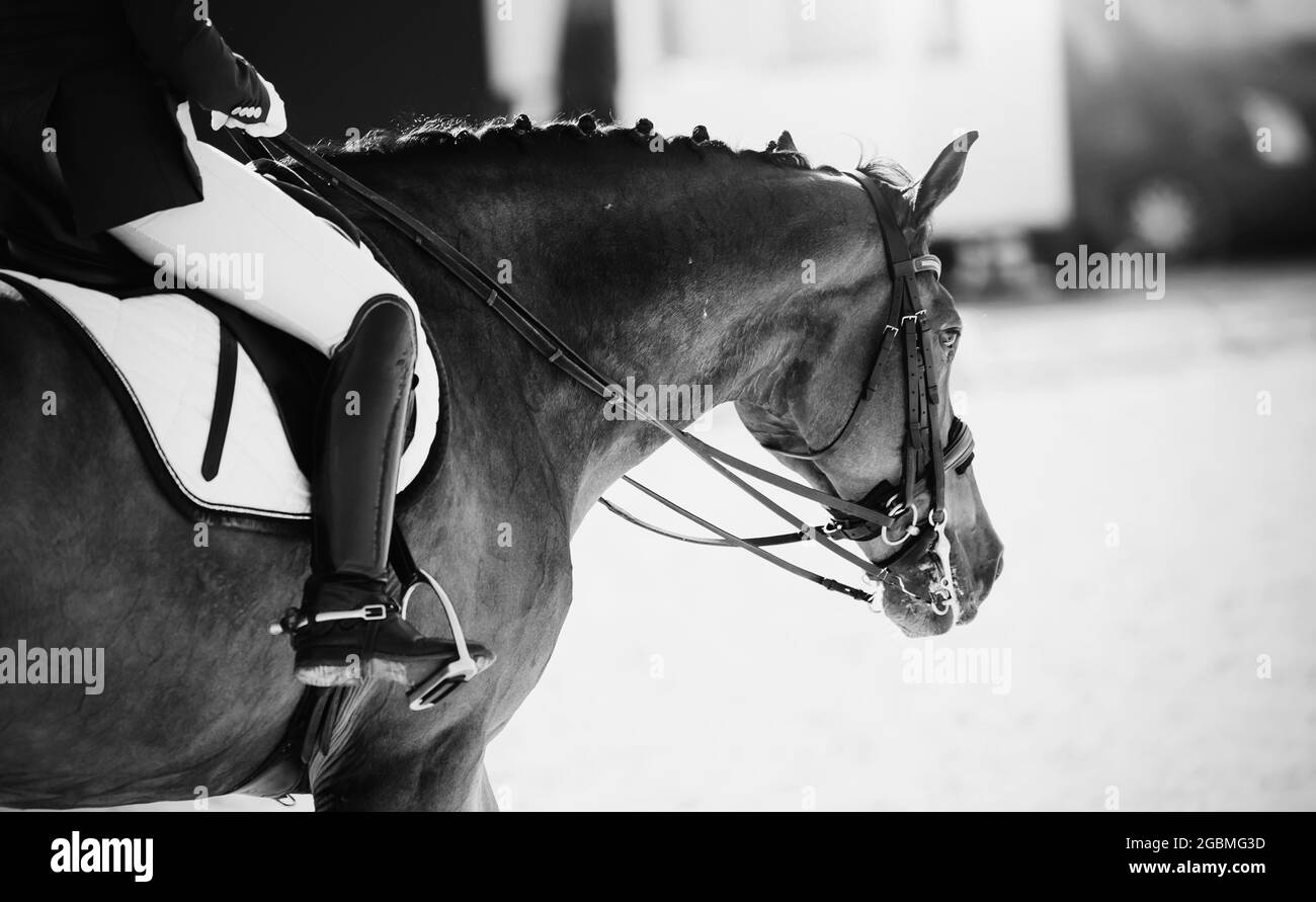 Sport equestre.la gamba del pilota nella staffa, a cavallo marrone. Dressage di cavalli nell'arena. Ritratto sport stallone nel doppio Foto Stock