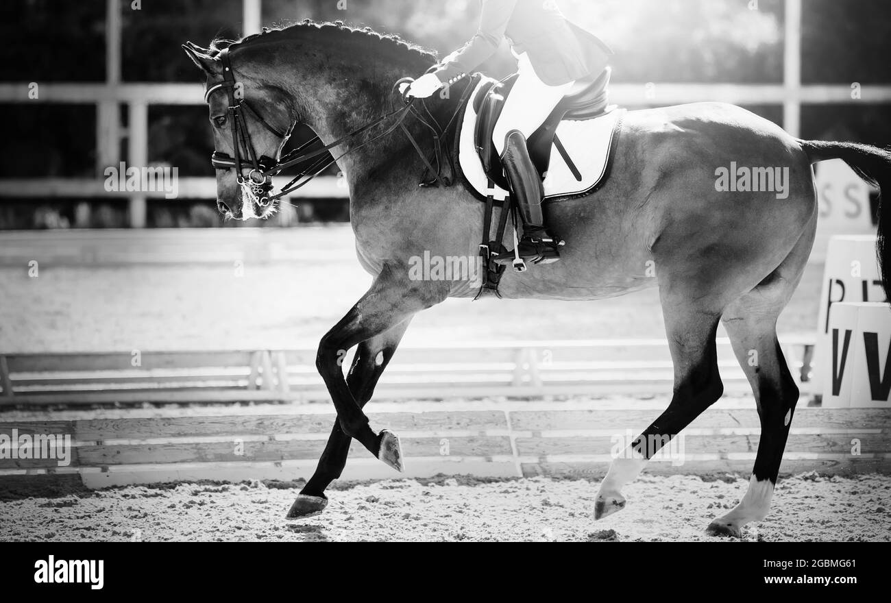 Sport equestre. La gamba del cavaliere nella staffa, a cavallo rosso. Dressage del cavallo della baia nell'arena. Equitazione. Non imag. Colore Foto Stock