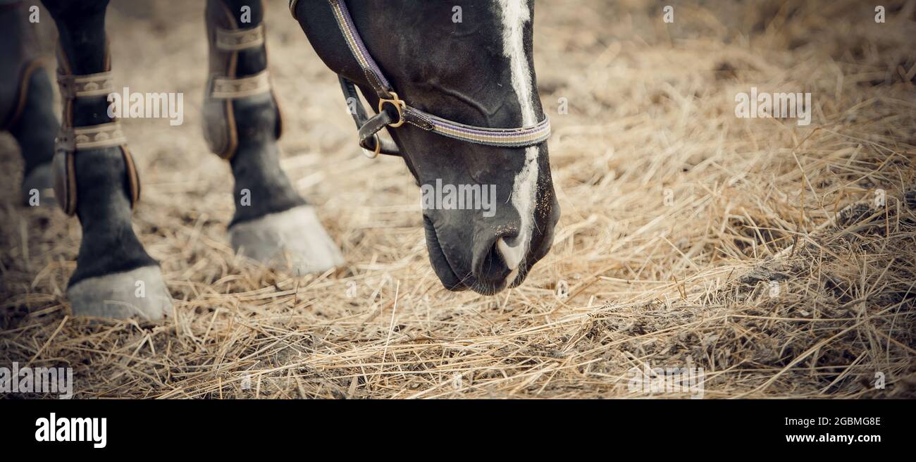Mazzle cavallo nero e piede in ginocchio-caps closeup. Ritratto di un giovane cavallo sportivo con una scanalatura bianca sul suo muso. Colore sportivo giovane cavallo in un ha Foto Stock