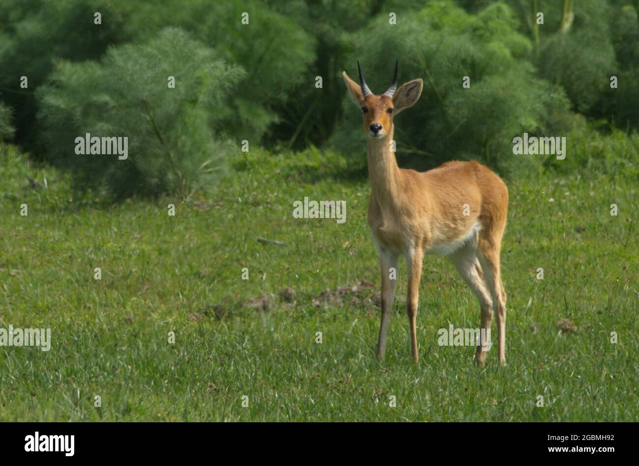 Primo piano ritratto di Oribi (Ourebia ourebi) piccolo, rapido antilope africano, Bale Mountains National Park, Etiopia. Foto Stock