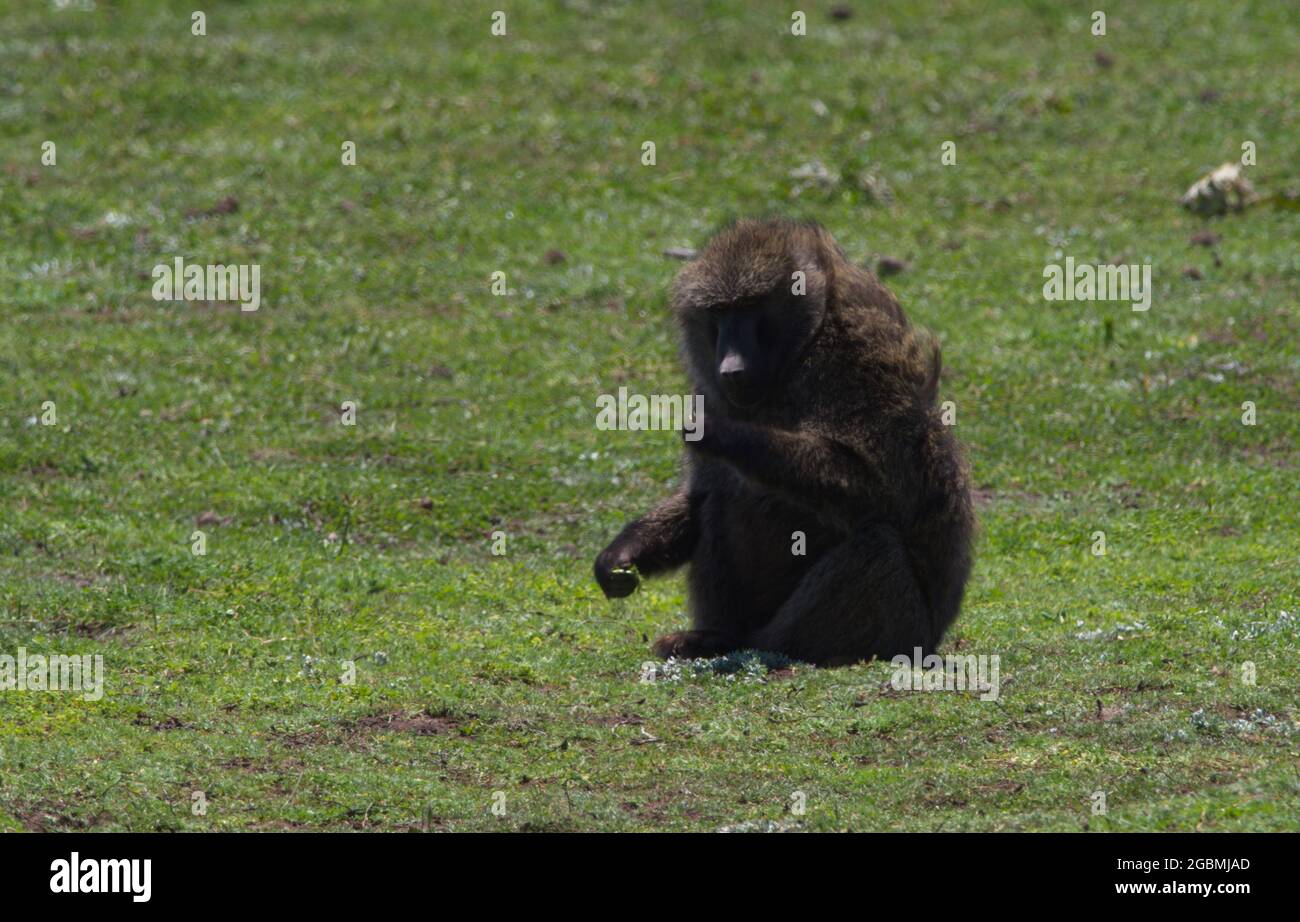 Primo piano di un olivo Baboon (Papio anubis) che riposa e pascola nel prato Bale Mountains National Park, Etiopia. Foto Stock