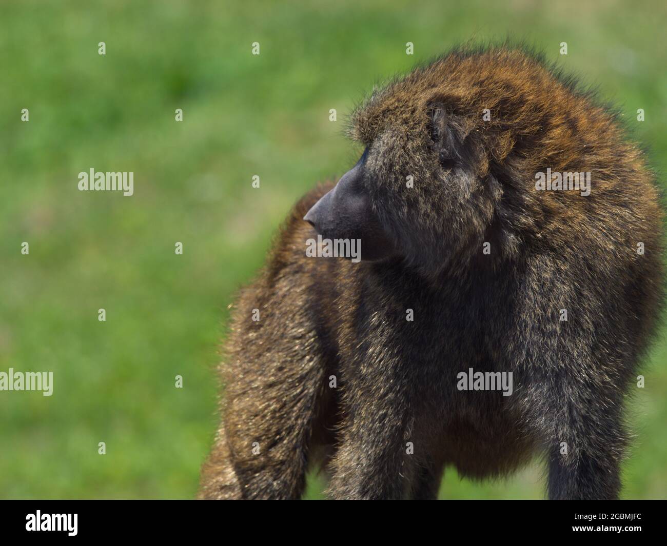 Primo piano ritratto di un Olive Baboon (Papio anubis) che cammina verso fotocamera Bale Mountains National Park, Etiopia. Foto Stock