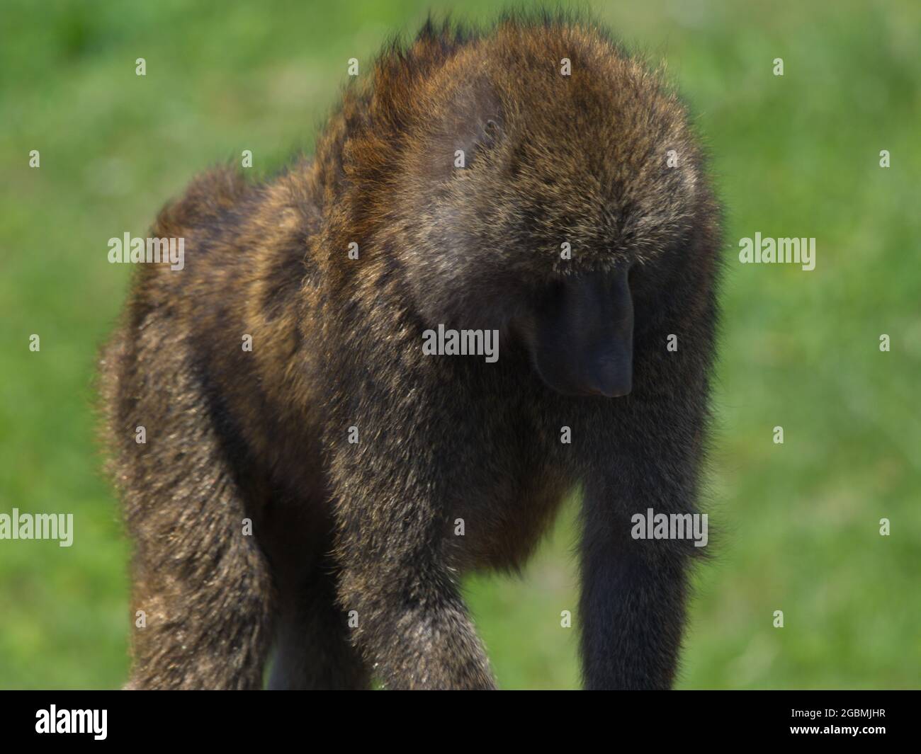 Primo piano ritratto di Olive Baboon (Papio anubis) che cammina verso fotocamera Bale Mountains National Park, Etiopia. Foto Stock