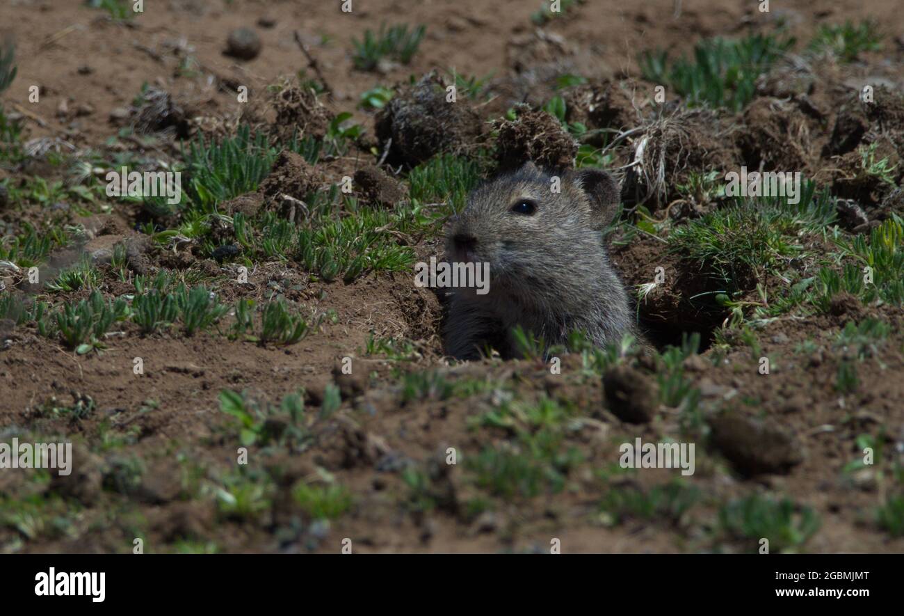 Ritratto closeup di Big-testa di topo talpa (Tachyoryctes macrocephalus) attaccando testa fuori dal buco Bale Montagne National Park, Etiopia. Foto Stock