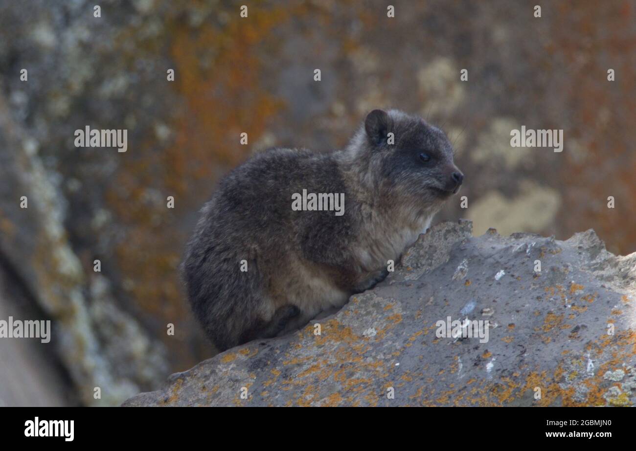 Closeup ritratto di Big-headed talpa ratto (Tachyoryctes macrocephalus) che riposa sulle rocce Bale Mountains National Park, Etiopia. Foto Stock