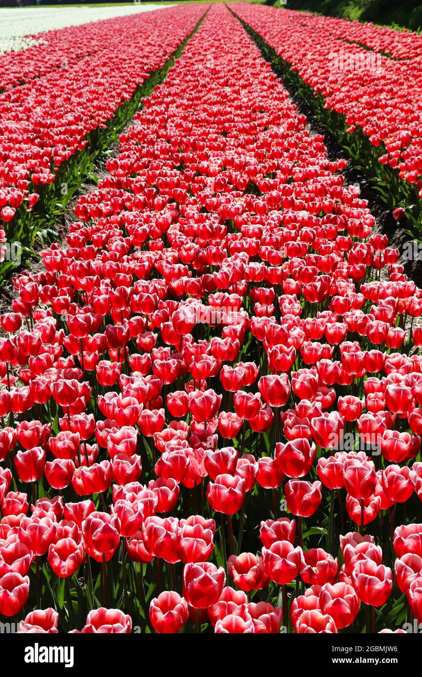 Campo tulipano rosso Lines.Tulip Field in Olanda. Foto Stock