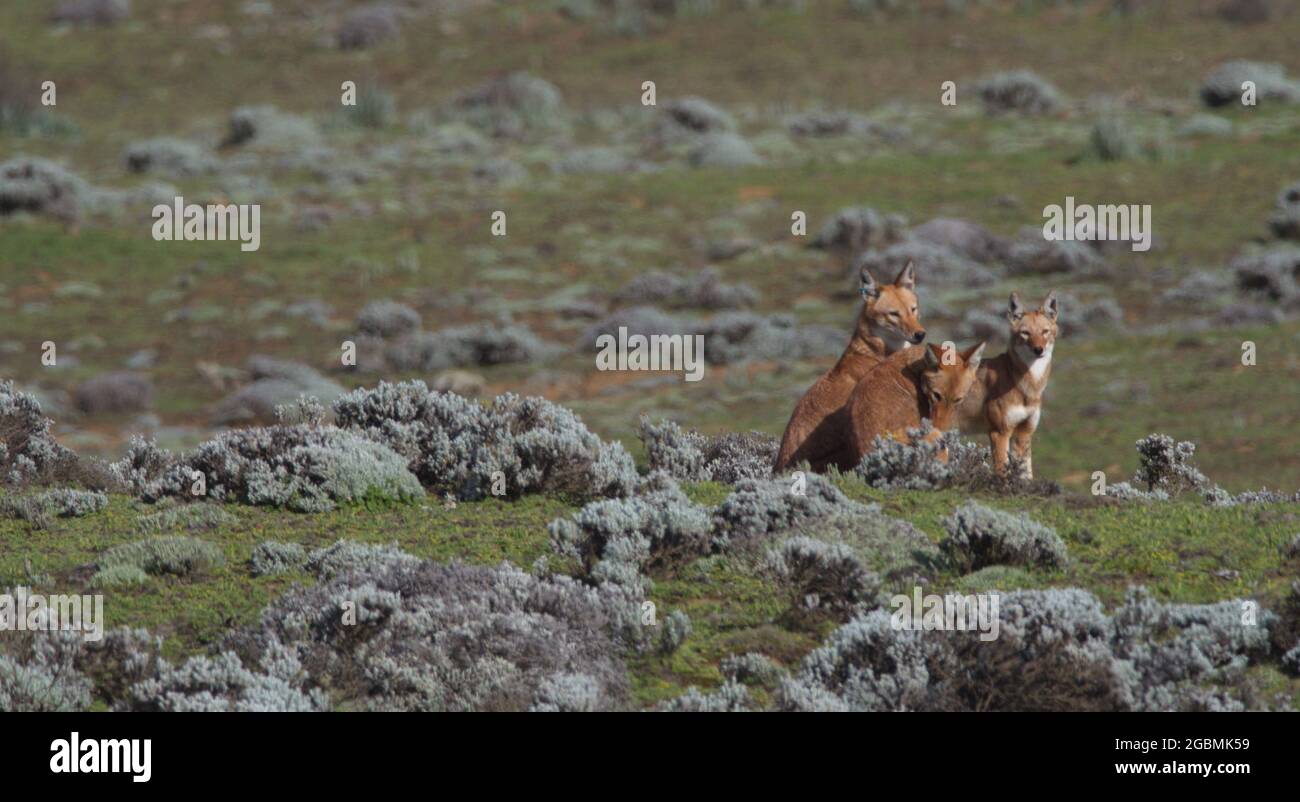 Ritratto di tre lupi etiopi selvatici e in via di estinzione (Canis simensis) che riposano, Parco Nazionale delle Montagne di Bale, Etiopia. Foto Stock