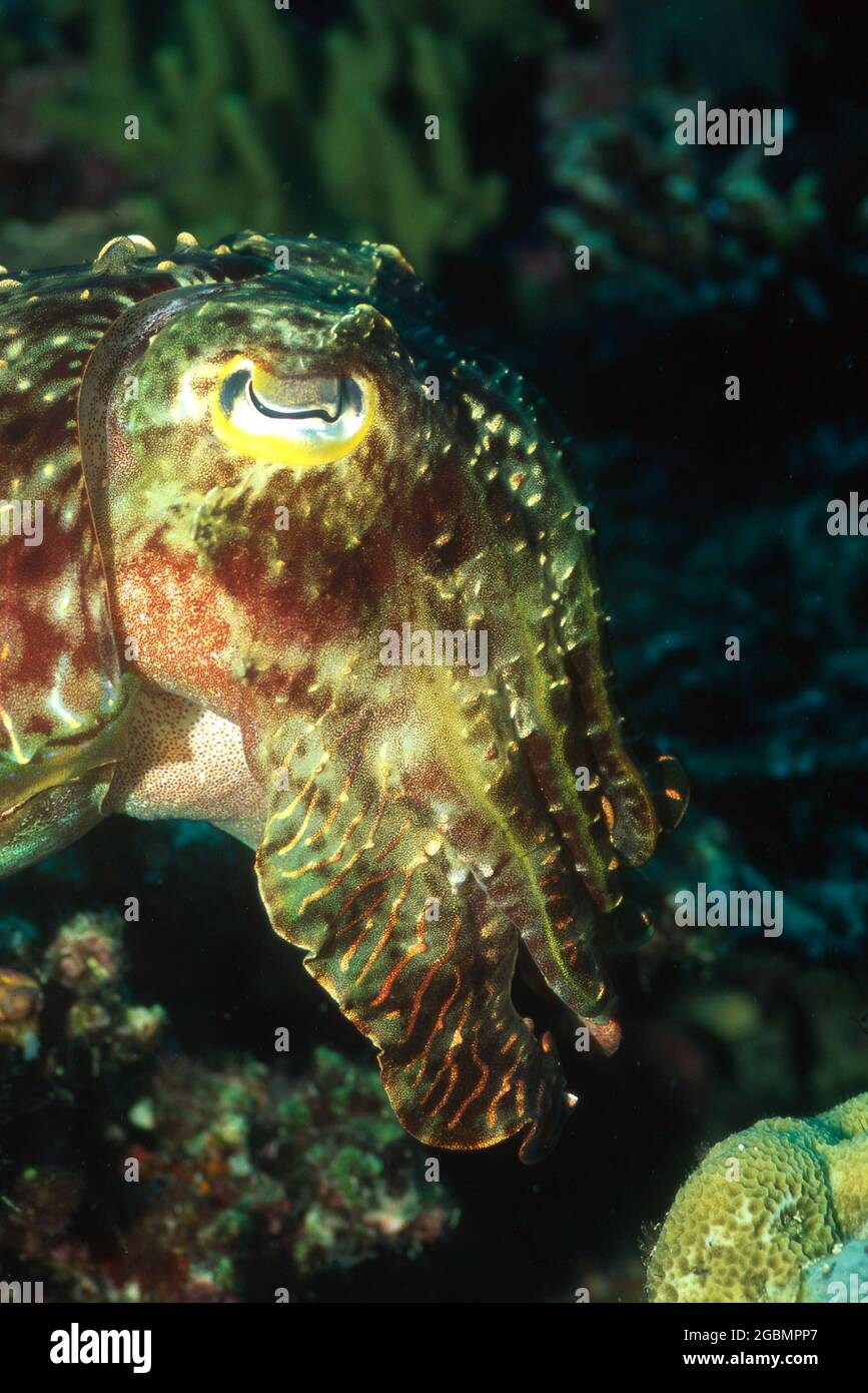 Un Cuttlefish altamente camuffato nuotare sott'acqua Foto Stock
