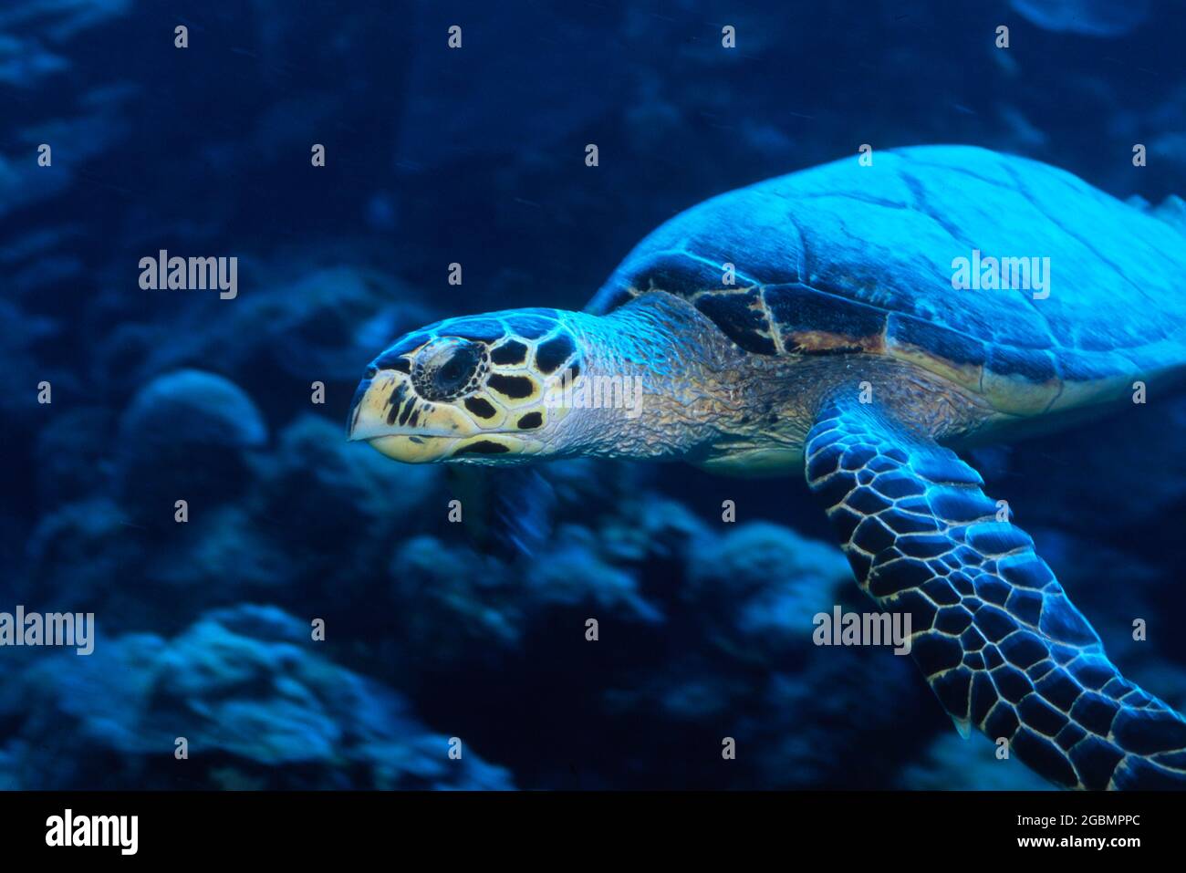 Hawksbill Turtle nuotare sott'acqua, una specie minacciata Foto Stock
