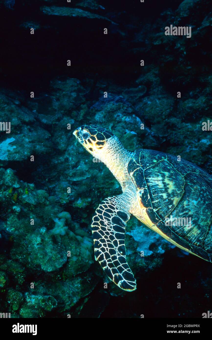 Hawksbill Turtle nuotare sott'acqua, una specie minacciata Foto Stock