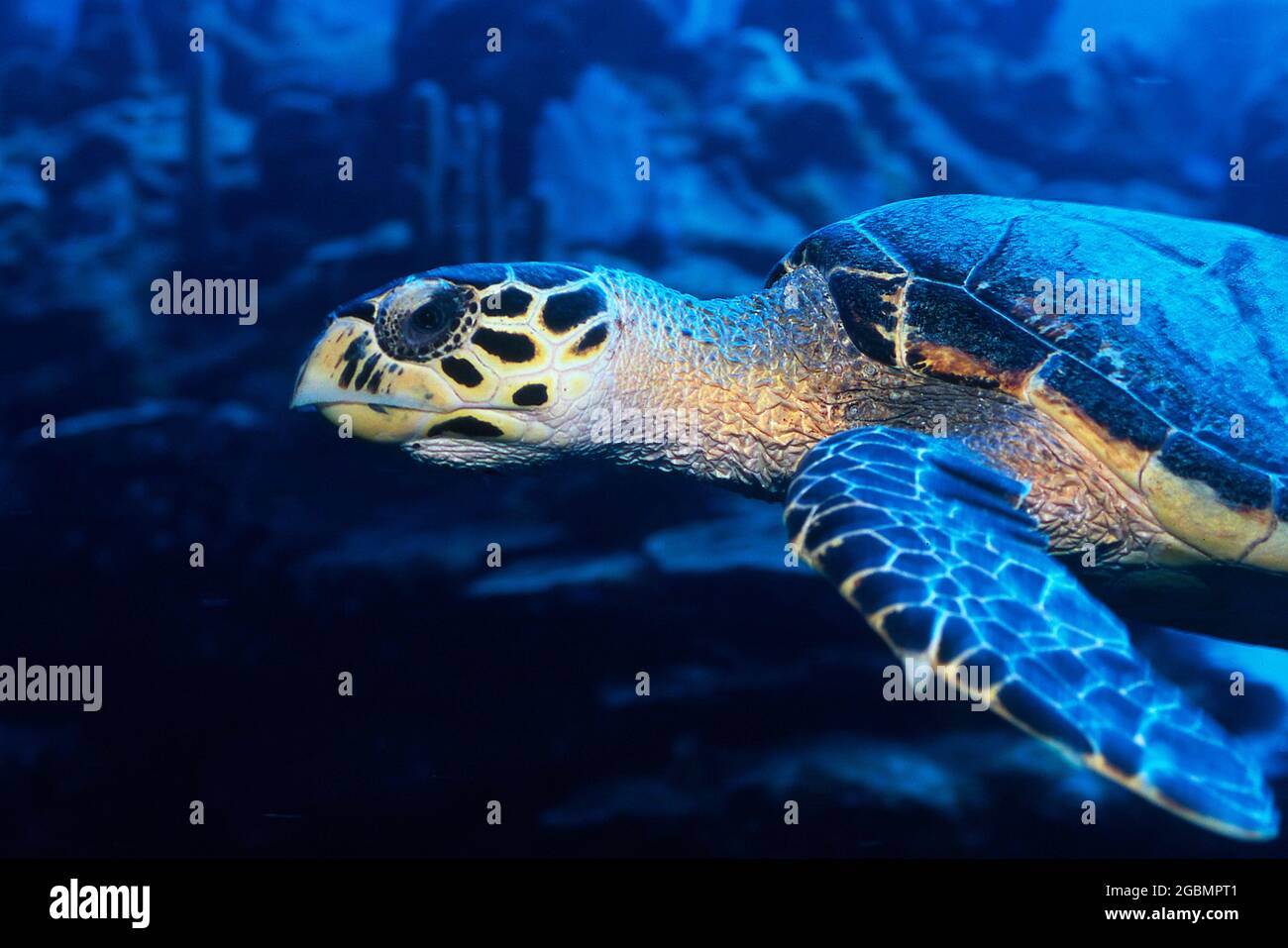 Hawksbill Turtle nuotare sott'acqua, una specie minacciata Foto Stock