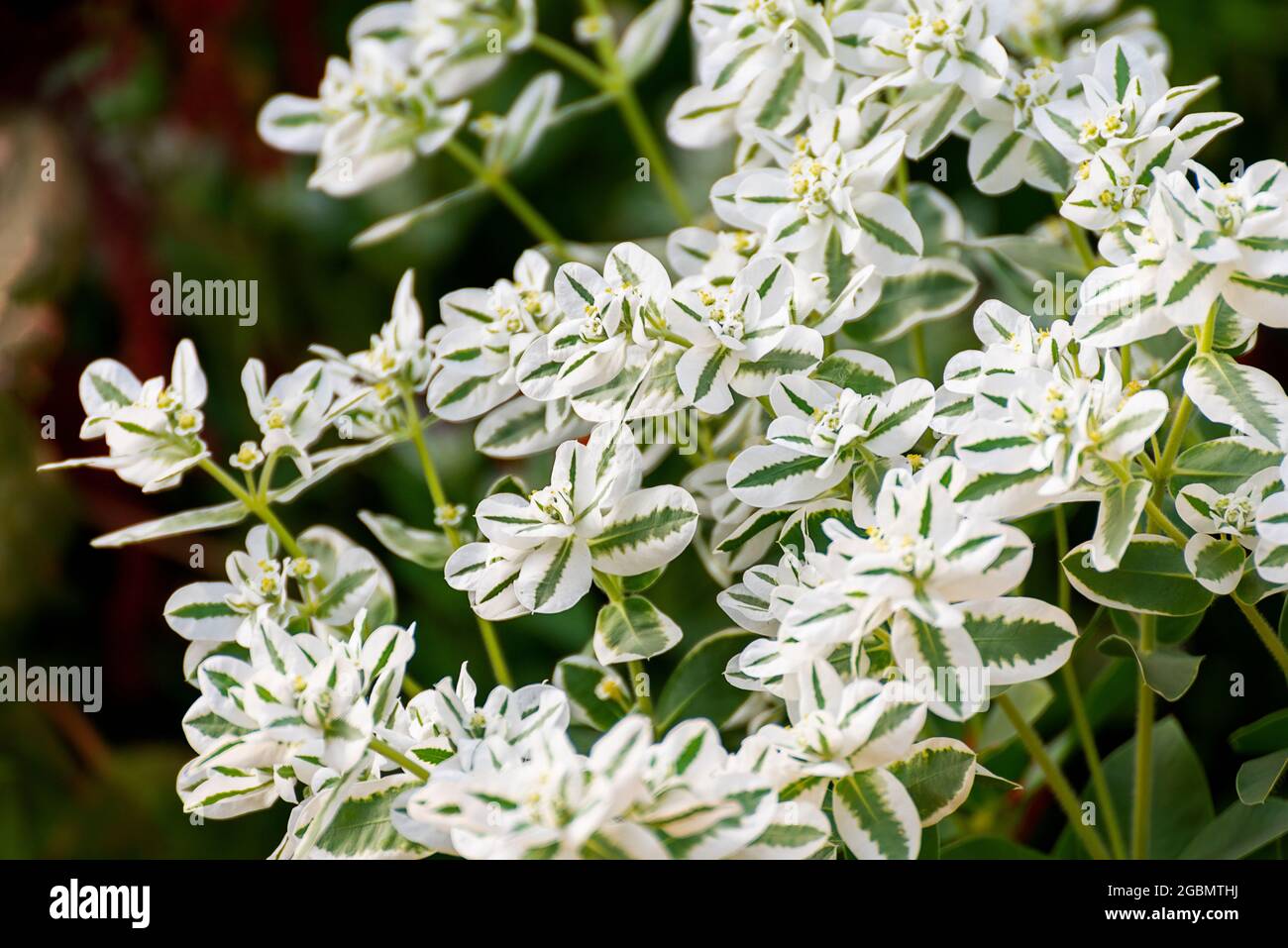 fiori bianchi e verdi in un giardino lussureggiante Foto stock - Alamy
