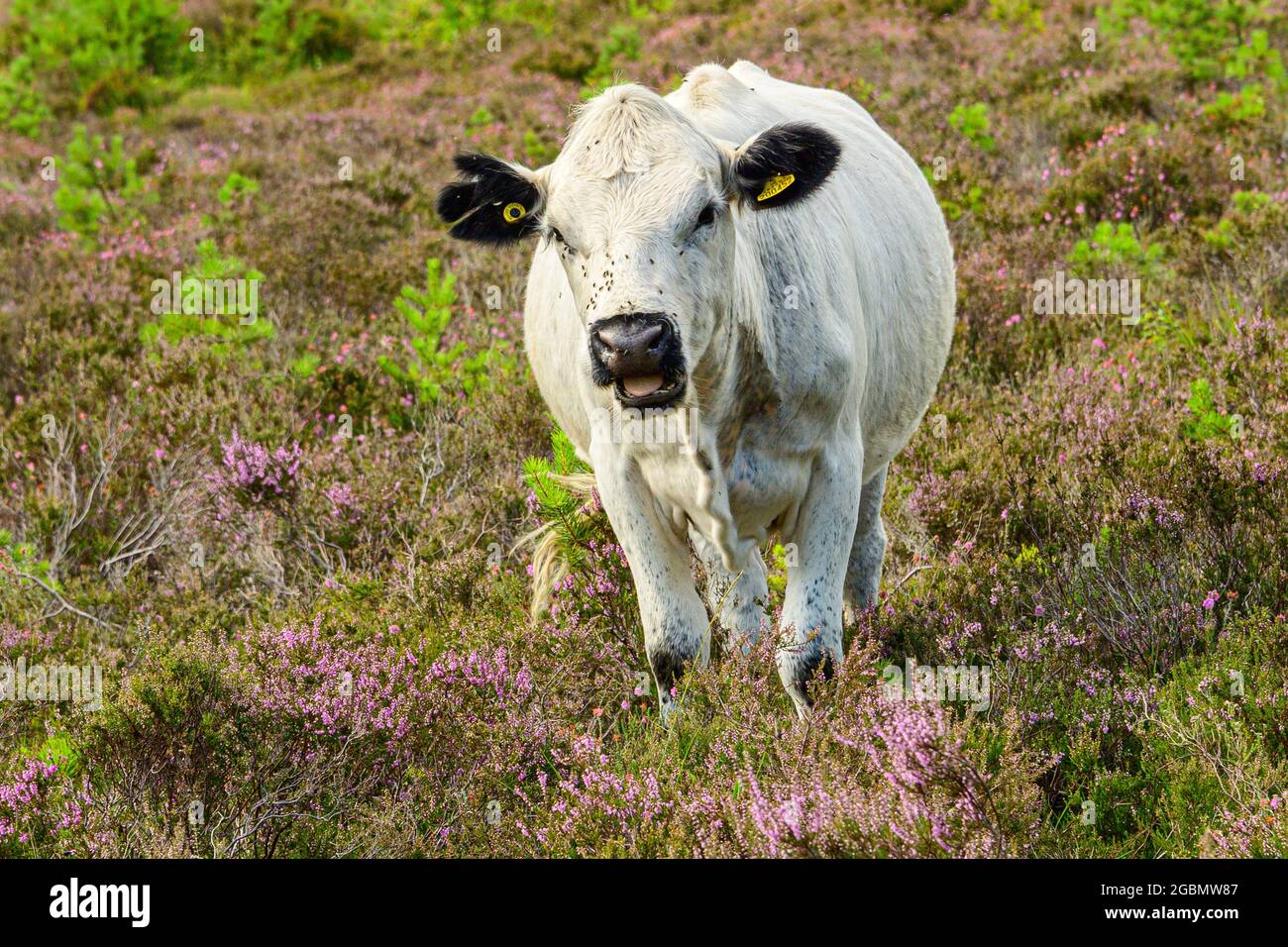 Una mucca bianca che cammina attraverso l'erica rosa e il bracken all'Avon Heath Country Park a St. Leonard's, St. Ives, Ringwood, Dorset, Inghilterra Foto Stock