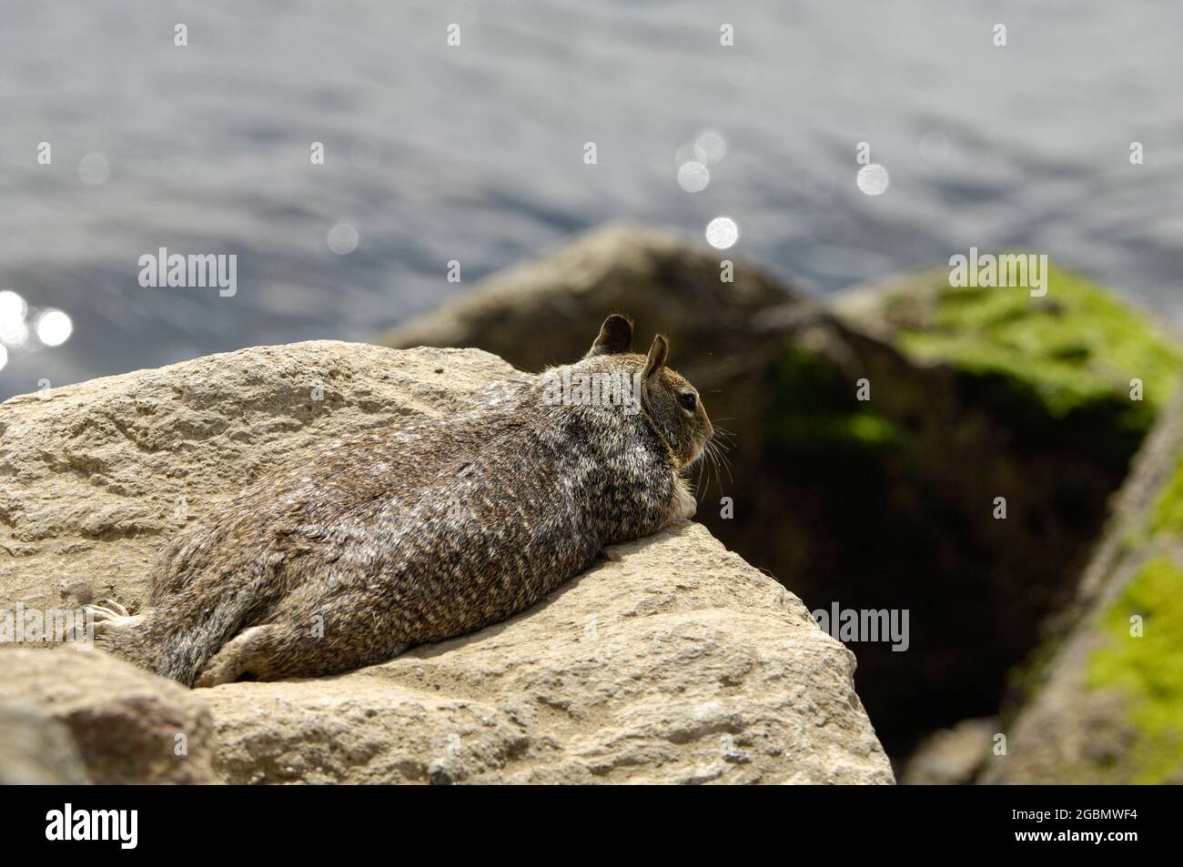 Scoiattolo poggiato sulle rocce vicino all'oceano Foto Stock