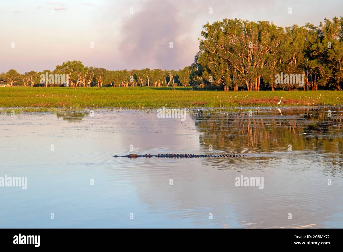 Coccodrillo in Yellow Water, Parco Nazionale di Kakadu Foto Stock