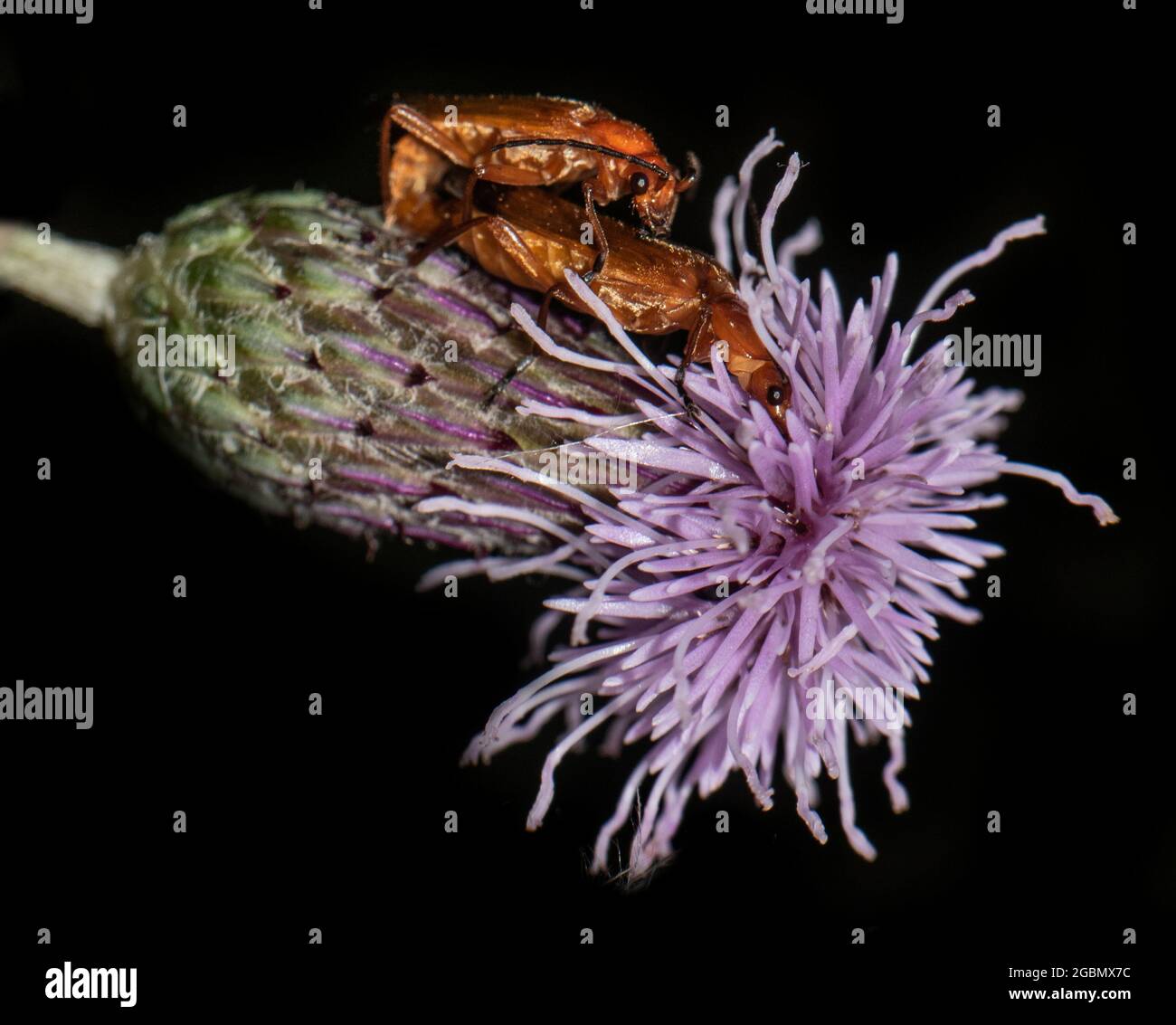 2 Beetles Red Soldier su un Thistle a Upton Warren Christopher Cadbury's Wetlands Reserve - su sfondo nero / scuro. Macro / primo piano. Foto Stock