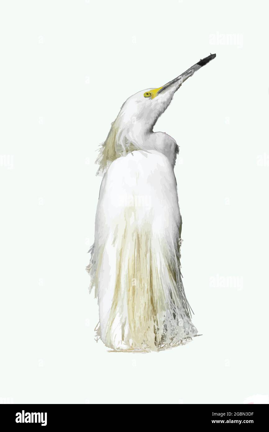 Una pittura vettoriale di un'egretta innevata. Illustrazione Vettoriale Una pittura vettoriale di un'egretta innevata. Illustrazione Vettoriale