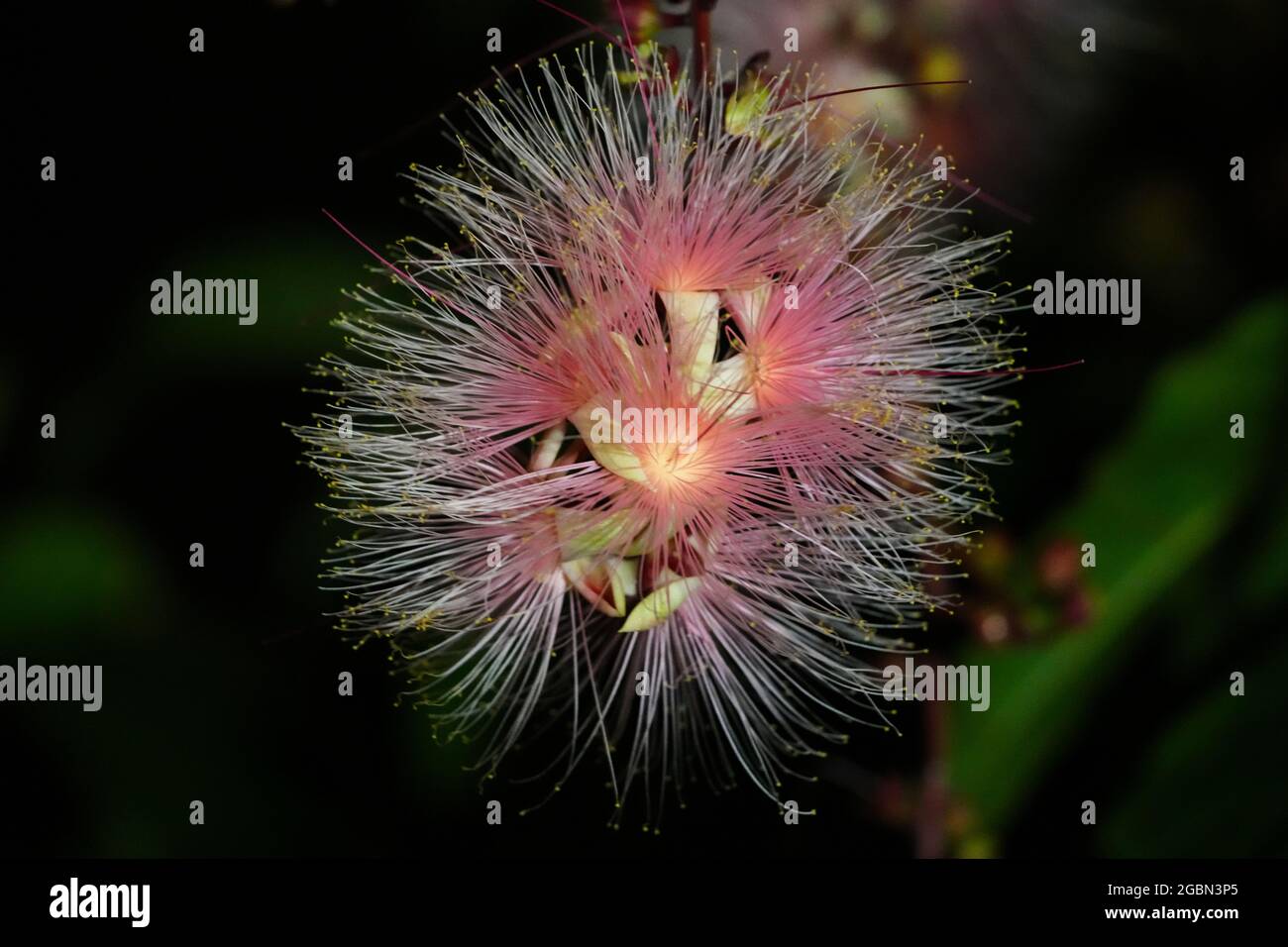 Barringtonia racemosa o polvere fiore di puff di notte. Archi di fiori appendono dagli alberi come fuochi d'artificio. Yilan, Taiwan. Giugno 2021. Foto Stock