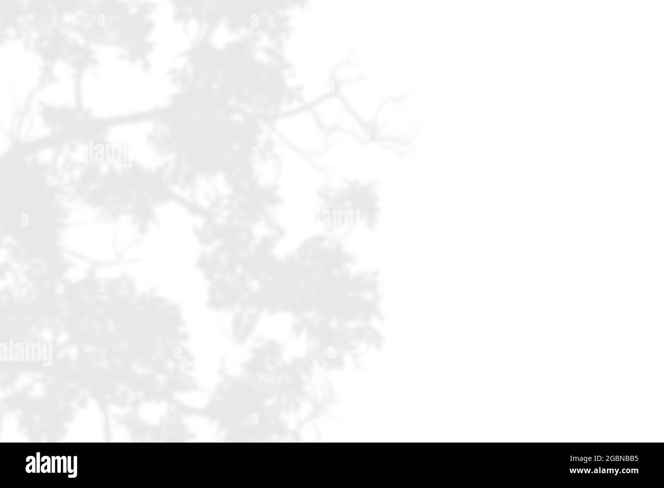 Ombra di foglie e ramificazione su sfondo bianco. Ombre astratte di foglie  bianche nere Foto stock - Alamy
