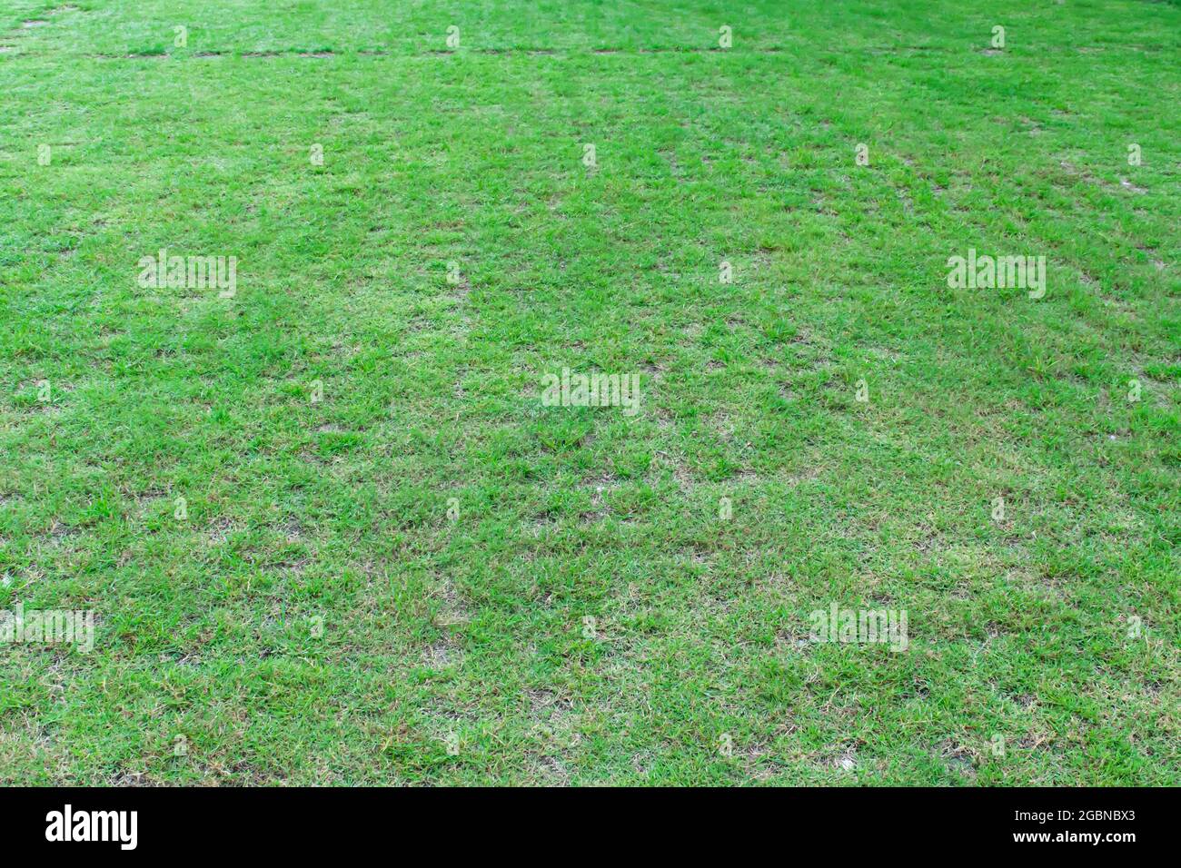 Sfondo naturale verde erba texture. Prato verde per campi da golf o da calcio. Foto Stock