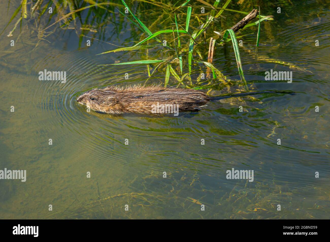 Muskrat nuoto (Ondatra zibethicus) in zone umide stagno habitat di East Plum Creek in estate, Castle Rock Colorado USA. Foto scattata a luglio. Foto Stock