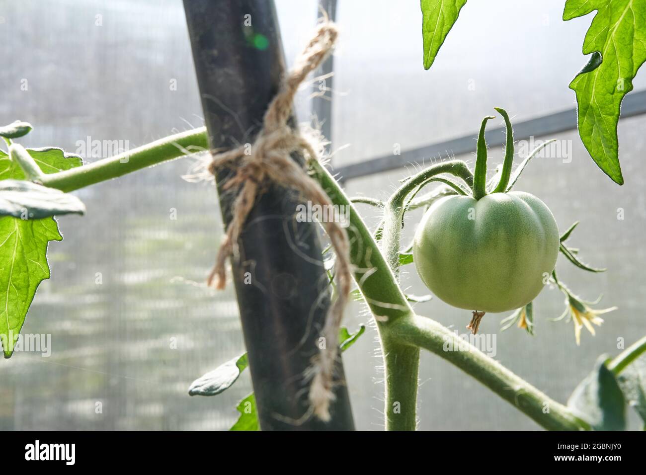 Pomodori verdi. Il concetto di agricoltura. Agricoltura biologica, crescita di giovani piante di pomodoro in serra, primo piano di un pomodoro verde. Foto di alta qualità Foto Stock
