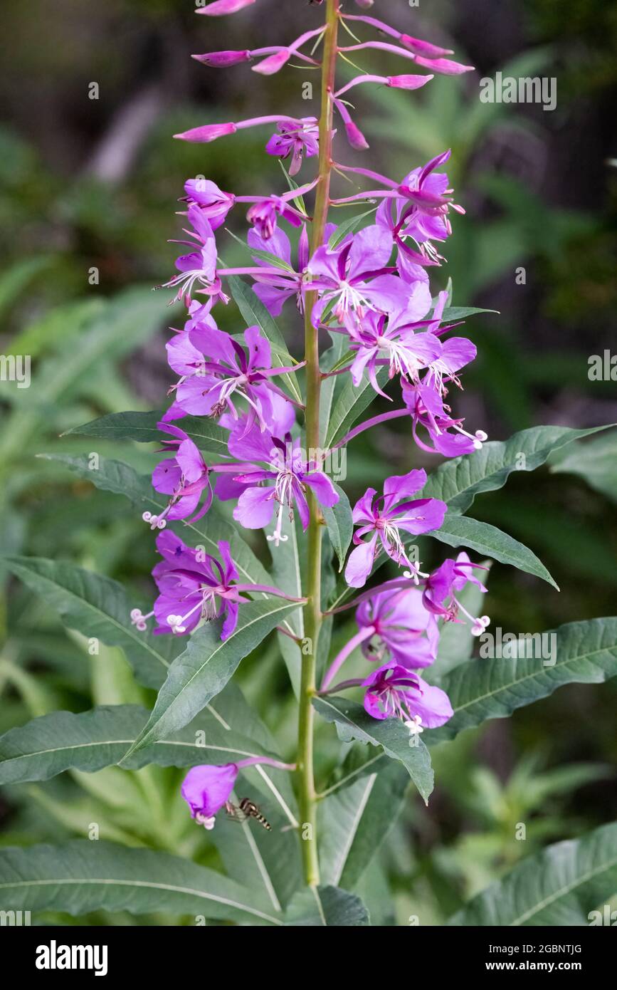 Primo piano dell'alga (chamerion angustifolium) in fiore, Albion Basin, Little Cottonwood Canyon, Wasatch Mountains, Utah Foto Stock
