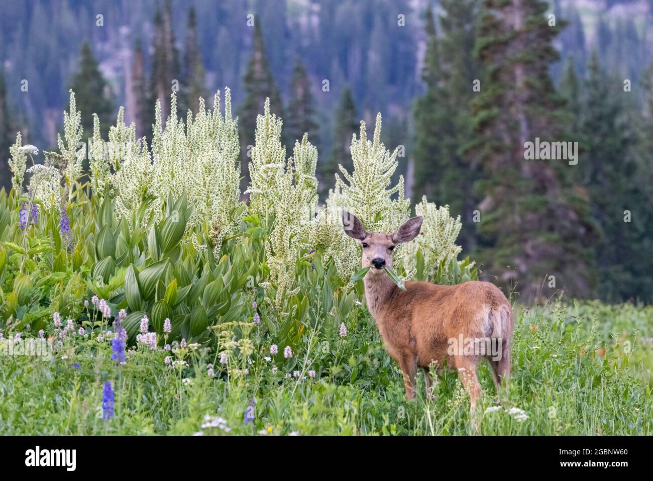 Muli cervi che mangiano in un prato nell'Albion Basin, Little Cottonwood Canyon, Wasatch Mountains, Utah Foto Stock