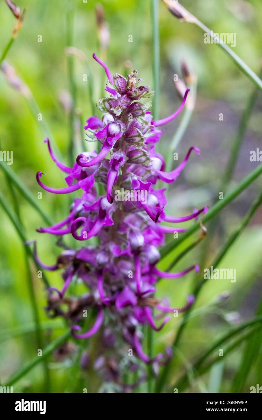 Primo piano della testa degli elefanti (pedicularis groenlandica) in fiore, Albion Basin, Little Cottonwood Canyon, Wasatch Mountains, Utah Foto Stock