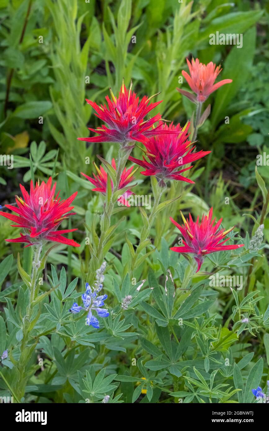 Gruppo di pittori indiani rossi (Castilleja linariifolia) in fiore, Albion Basin, Little Cottonwood Canyon, Wasatch Mountains, Utah Foto Stock