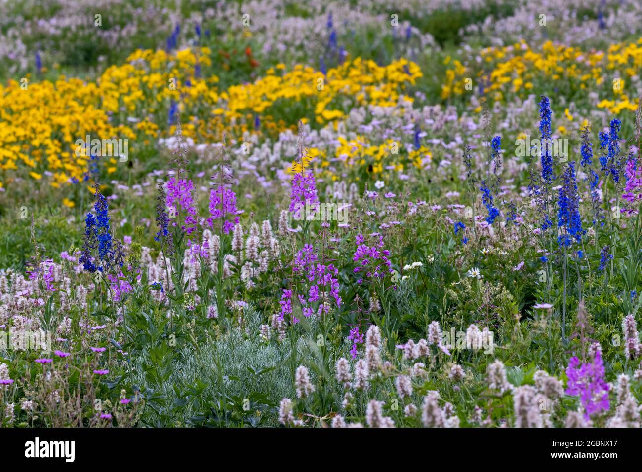 Campo di fiori selvatici in fiore, Albion Basin, Little Cottonwood Canyon, Wasatch Mountains, Utah Foto Stock