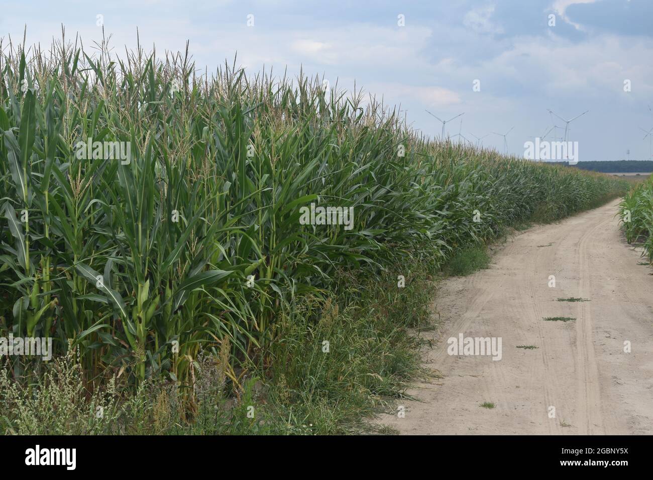 Maisfeld in Brandeburgo, Germania, agosto 2021 Foto Stock