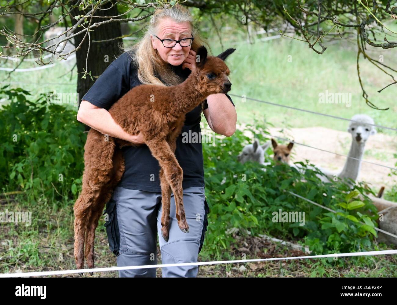 Strubensee, Germania. 02 agosto 2021. L'allevatore di alpaca Sabine Hilger porta un neonato alpaca foal del suo allevamento di alpaca 'Alpaca nigra' a Strubensee vicino Lindow (Mark) di nuovo alla mandria. Dal 2009 si è riunito un allevamento di 70 alpaca. Sono divisi in gruppi diversi. Mares e stalloni sono tenuti strettamente separati. Sono inoltre disponibili passeggiate in alpaca in piccoli gruppi di massimo otto animali. L'azienda vende prodotti realizzati con la lana d'alpaca particolarmente morbida. Credit: Jens Kalaene/dpa-Zentralbild/ZB/dpa/Alamy Live News Foto Stock