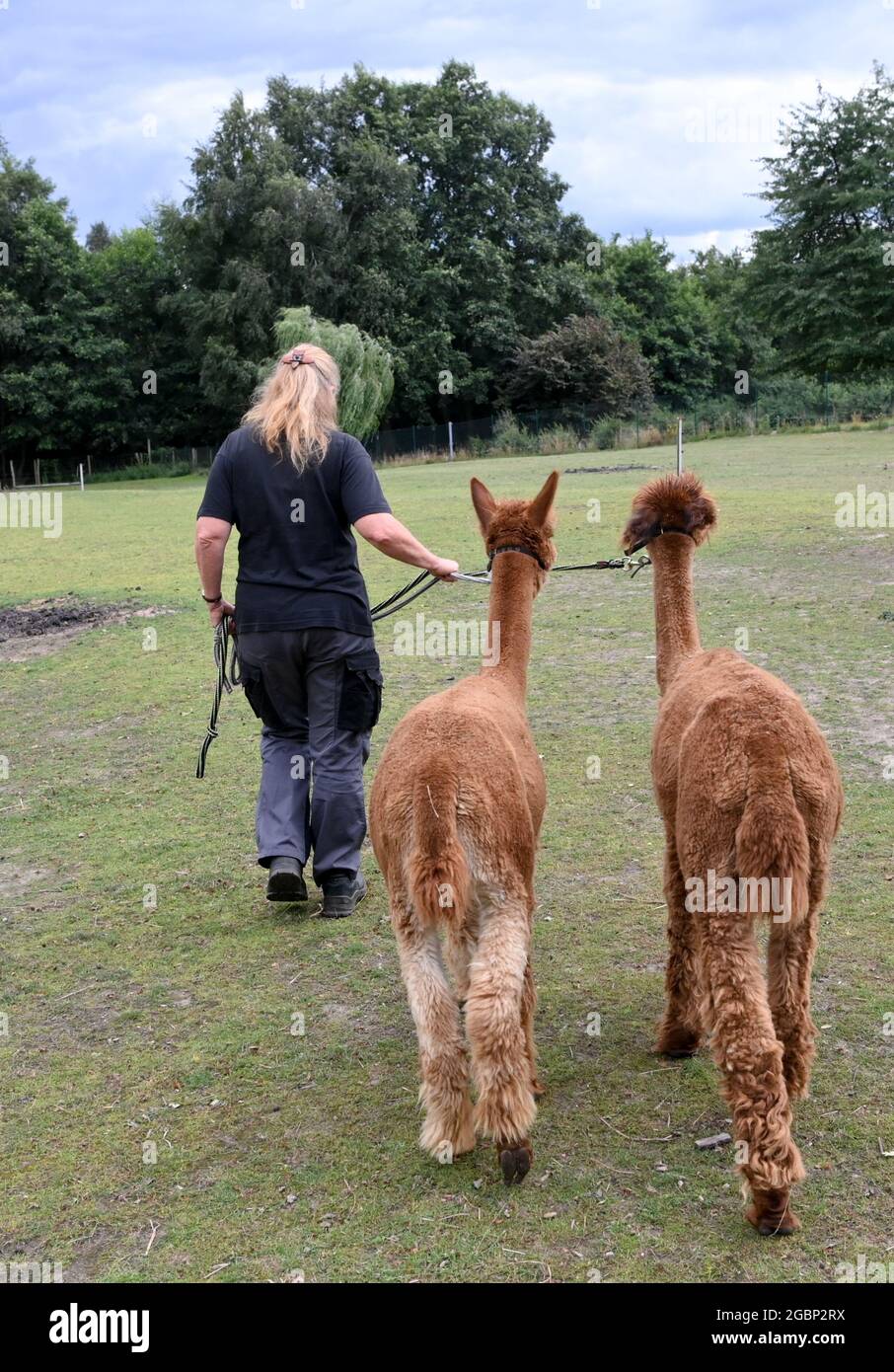 Strubensee, Germania. 02 agosto 2021. L'allevatore di alpaca Sabine Hilger conduce i due stalloni di alpaca Solarius (l) e DORCAS presso l'allevamento di alpaca "Alpaca nigra" a Strubensee, vicino a Lindow (Mark). Dal 2009, un gregge di 70 alpaca si è riunito. Sono divisi in gruppi diversi. Mares e stalloni sono tenuti strettamente separati. Sono inoltre disponibili passeggiate in alpaca in piccoli gruppi di massimo otto animali. L'azienda vende prodotti realizzati con la lana d'alpaca particolarmente morbida. Credit: Jens Kalaene/dpa-Zentralbild/ZB/dpa/Alamy Live News Foto Stock