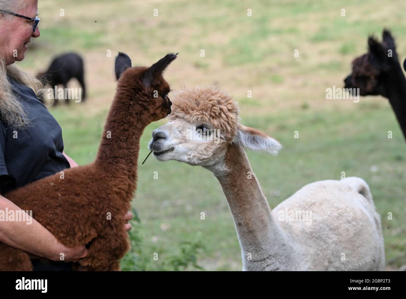 Strubensee, Germania. 02 agosto 2021. L'allevatore di alpaca Sabine Hilger porta alla madre un neonato alpaca foal del suo allevamento di alpaca 'Alpaca nigra' a Strubensee, vicino a Lindow (Mark). Dal 2009 si è riunito un allevamento di 70 alpaca. Sono divisi in gruppi diversi. Mares e stalloni sono tenuti strettamente separati. Sono inoltre disponibili passeggiate in alpaca in piccoli gruppi di massimo otto animali. L'azienda vende prodotti realizzati con la lana d'alpaca particolarmente morbida. Credit: Jens Kalaene/dpa-Zentralbild/ZB/dpa/Alamy Live News Foto Stock