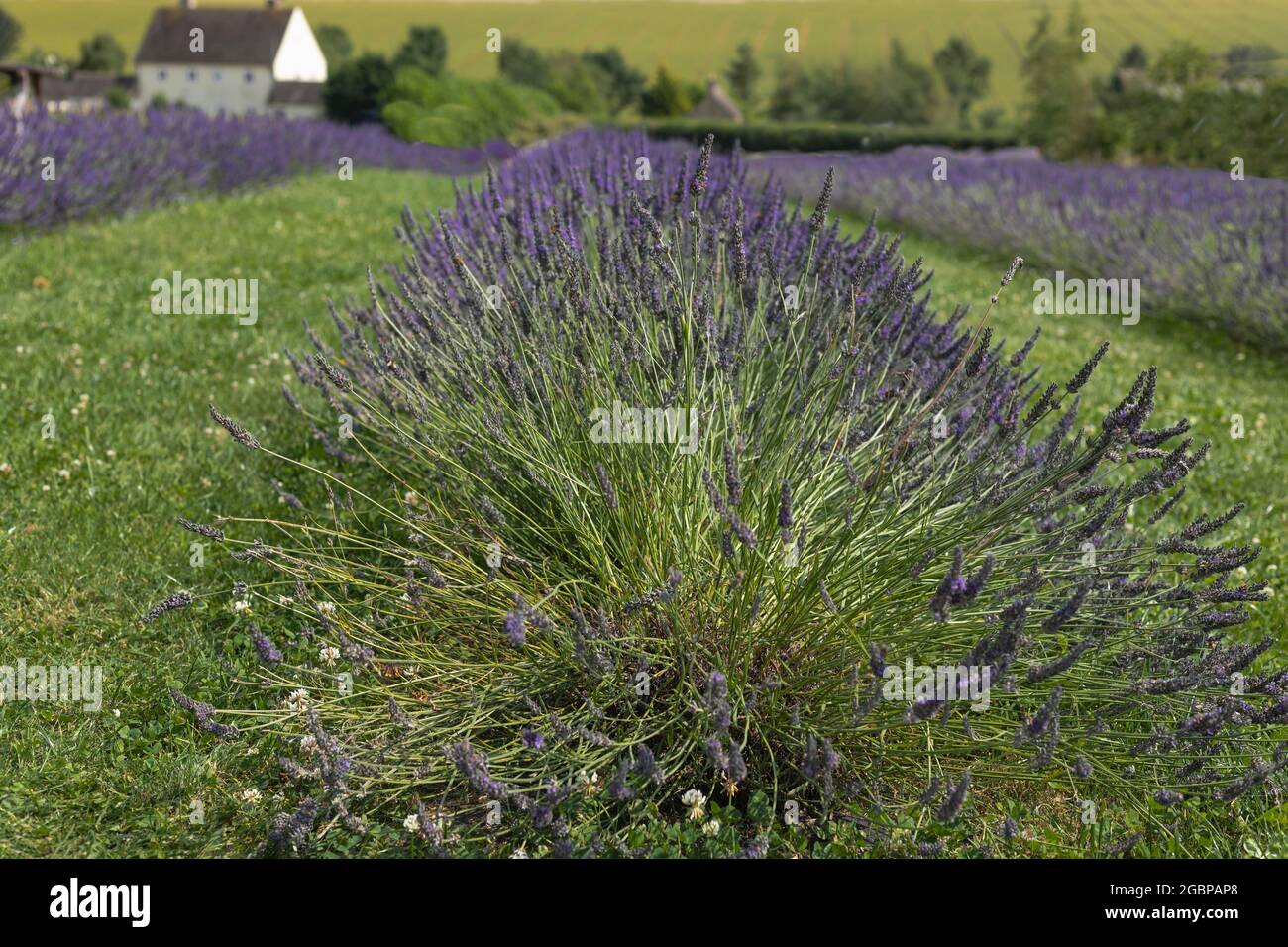 Primo piano da un angolo basso di fiori di lavanda Foto Stock