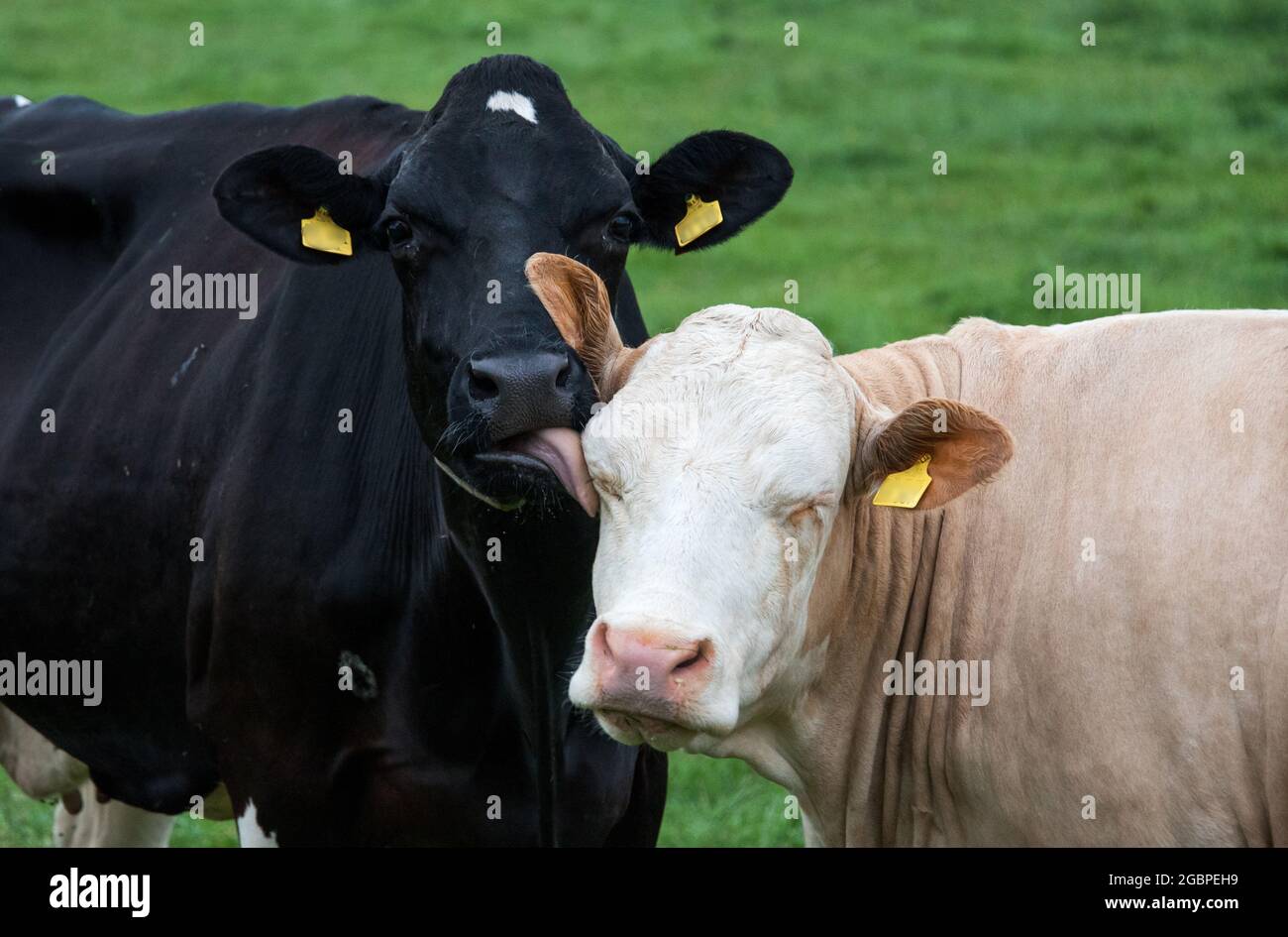 Beldorf, Germania. 05 agosto 2021. Una vacca da latte lecca il volto di un'altra vacca in un pascolo. Credit: Daniel Bockwoldt/dpa - ATTENTION: Le etichette auricolari della mucca sono state pixelate per motivi legali/dpa/Alamy Live News Foto Stock