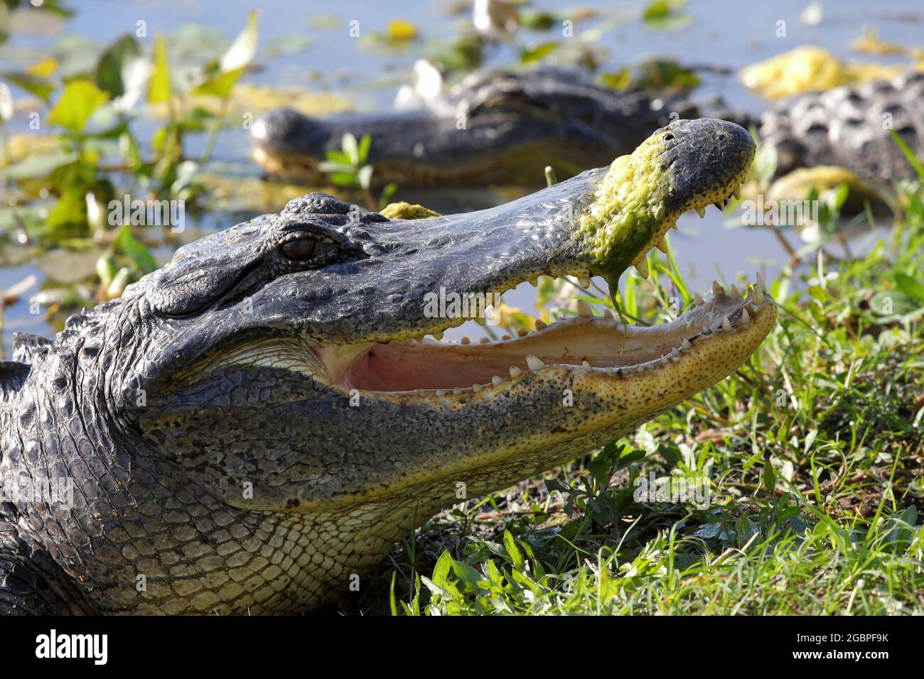 zoologia / Animali, rettile, Alligatoridae, Alligator americano (Alligator missispiensis), DIRITTI-AGGIUNTIVI-CLEARANCE-INFO-NON-DISPONIBILE Foto Stock