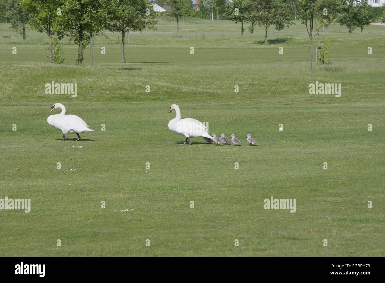 Mute Swan & Cygnets (Cygnus olor) camminando attraverso un fairway del campo da golf. Ecleston, Merseyside., Credit: Echenchenchenchenchenchenchenchenchenchenchenbildung Foto Stock