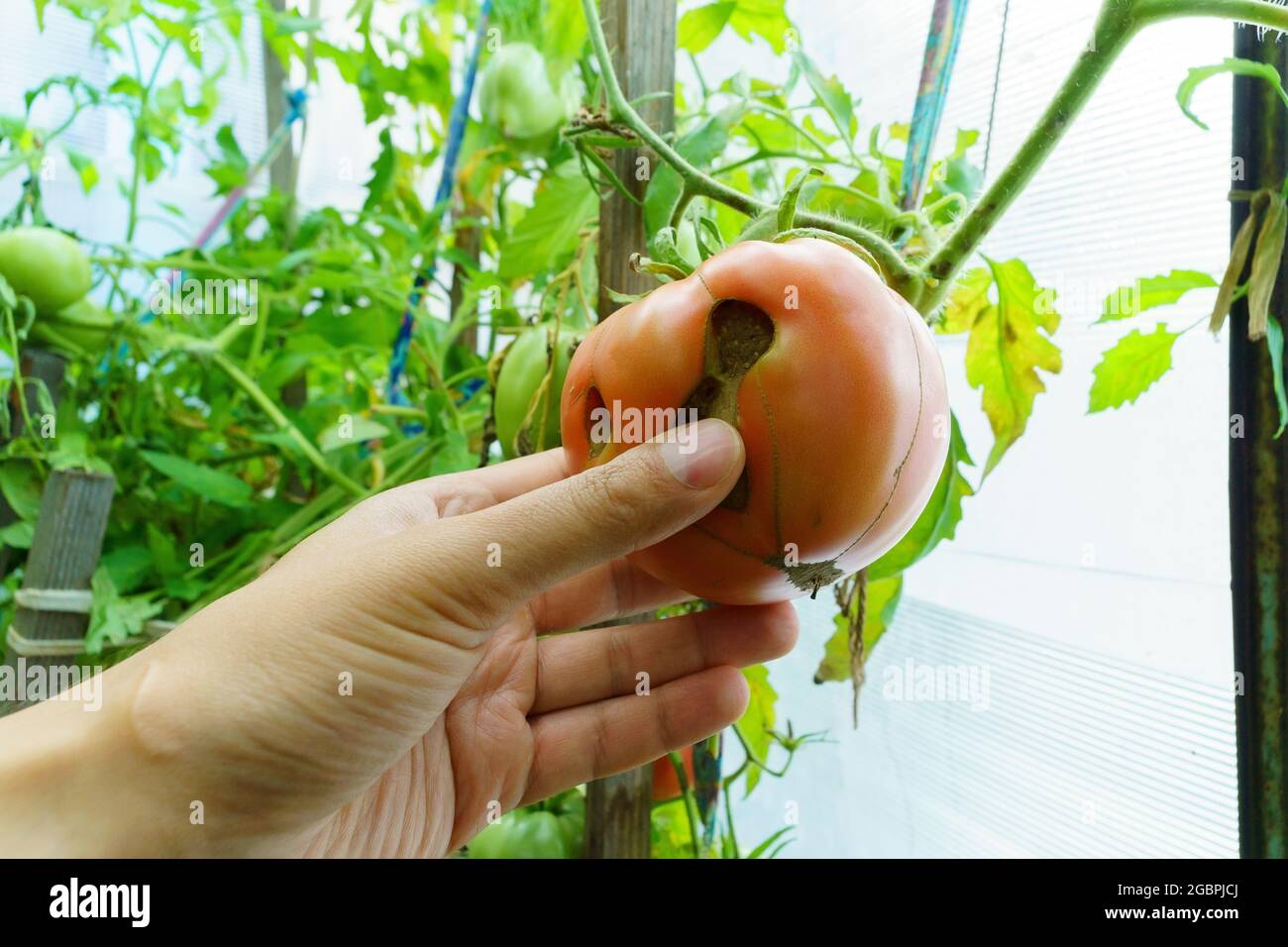 Marcire il pomodoro rosso in mano contadina. Primo piano. Problemi di prodotto. Malattia dei pomodori. Foto Stock
