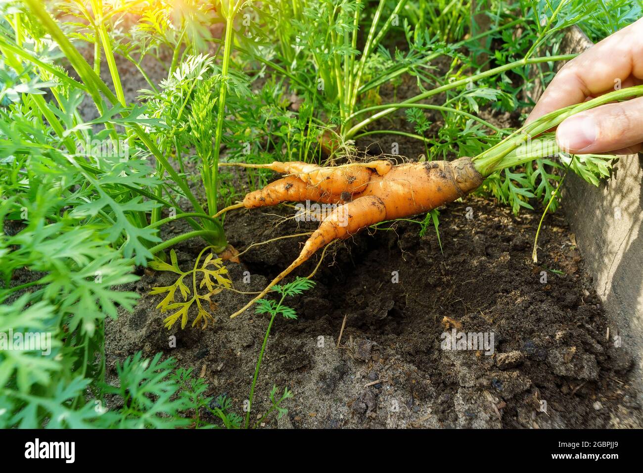 Brutto carote nelle mani di un agricoltore. Carote appena raccolte. Vendemmia autunnale. Agricoltura. Foto Stock