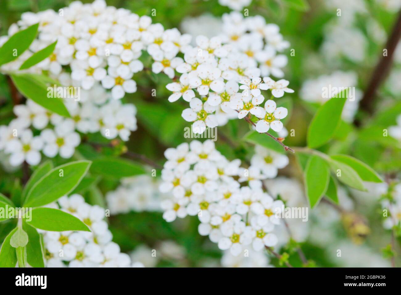 Botanica, Spirea arguta (Spirea), fioritura, Svizzera, USO-NON-ESCLUSIVO-PER-BIGLIETTI-BIGLIETTI-BIGLIETTI-PIEGHEVOLI-USO-CARTOLINA Foto Stock