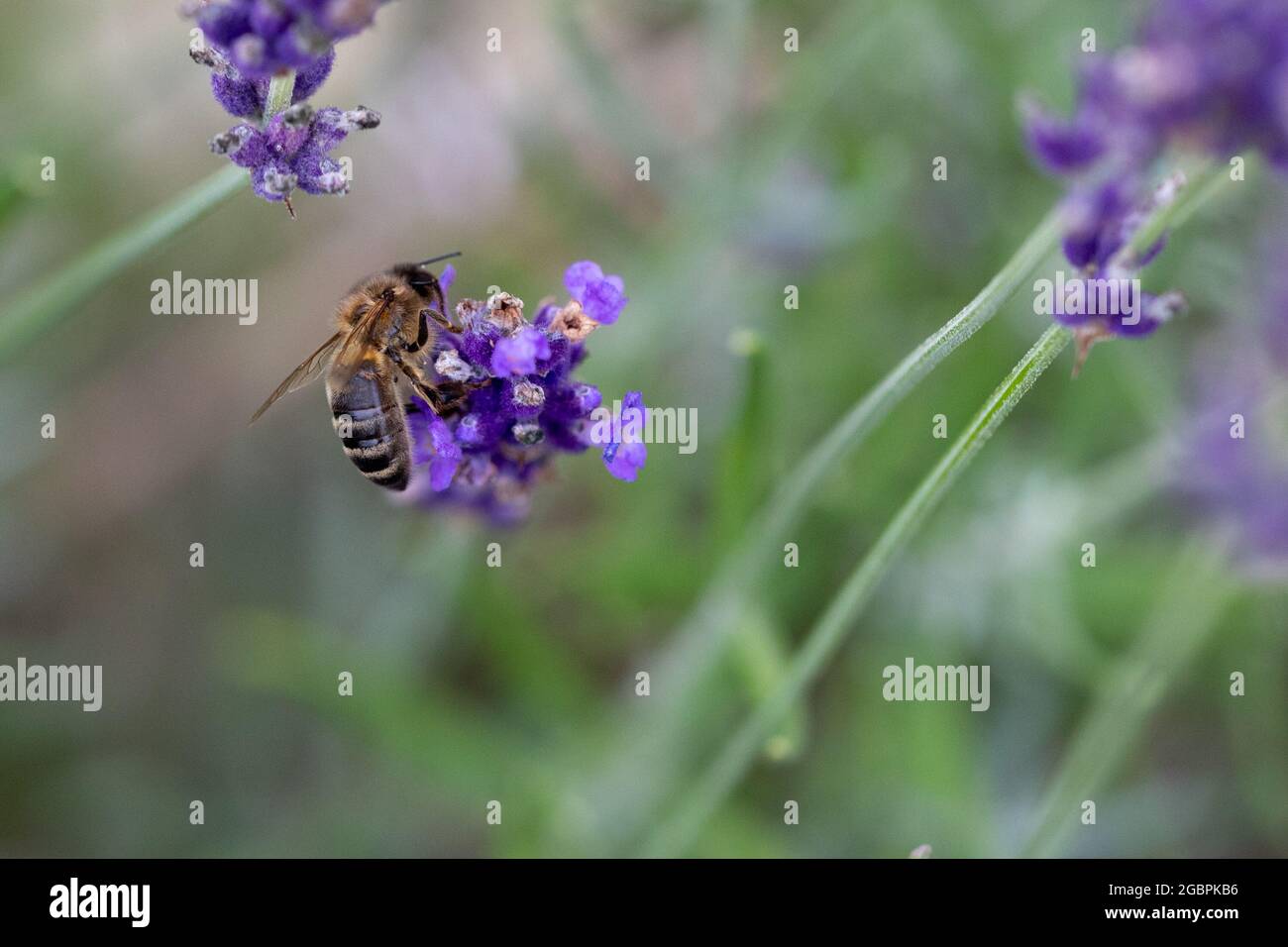 Western Honey Bee (Apis mellifera) sulla lavanda fading Foto Stock