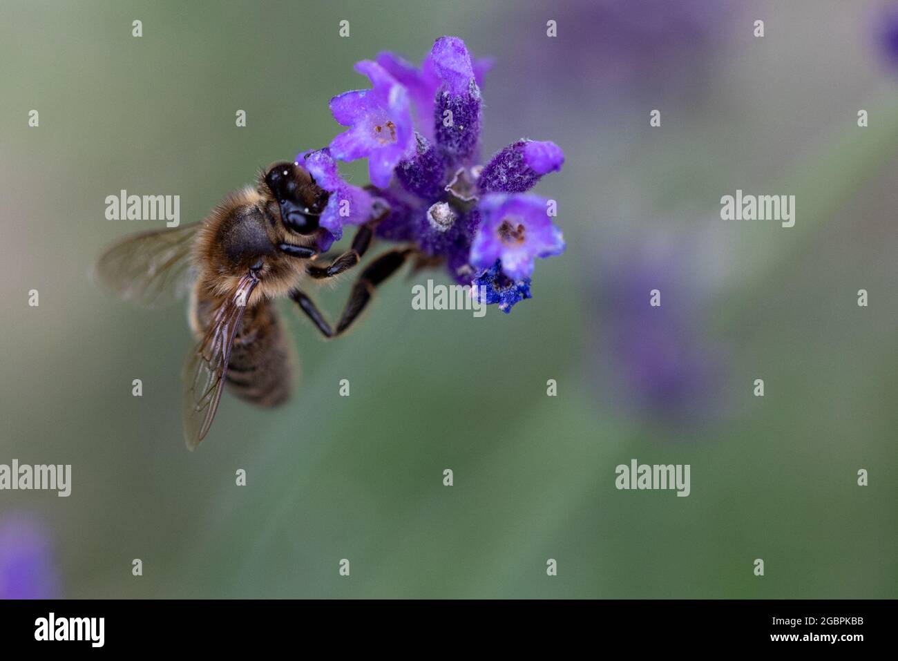 Western Honey Bee (Apis mellifera) sulla lavanda fading Foto Stock