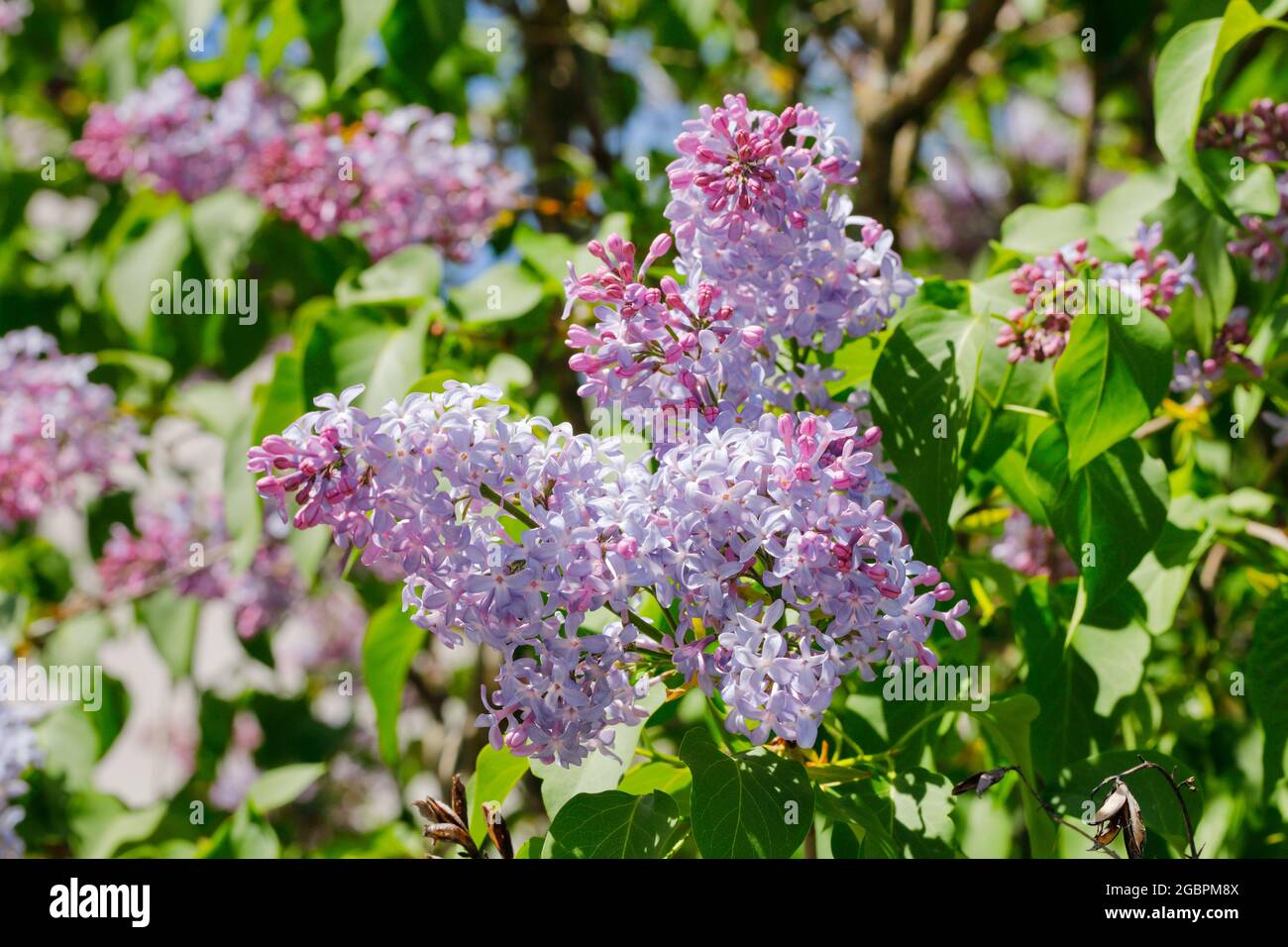 Botany, lilla comune, Syringa vulgaris, Svizzera, NO-EXCLUSIVE-USE PER CARTA-BIGLIETTO-AUGURI-PIEGHEVOLE-USO-CARTOLINA Foto Stock