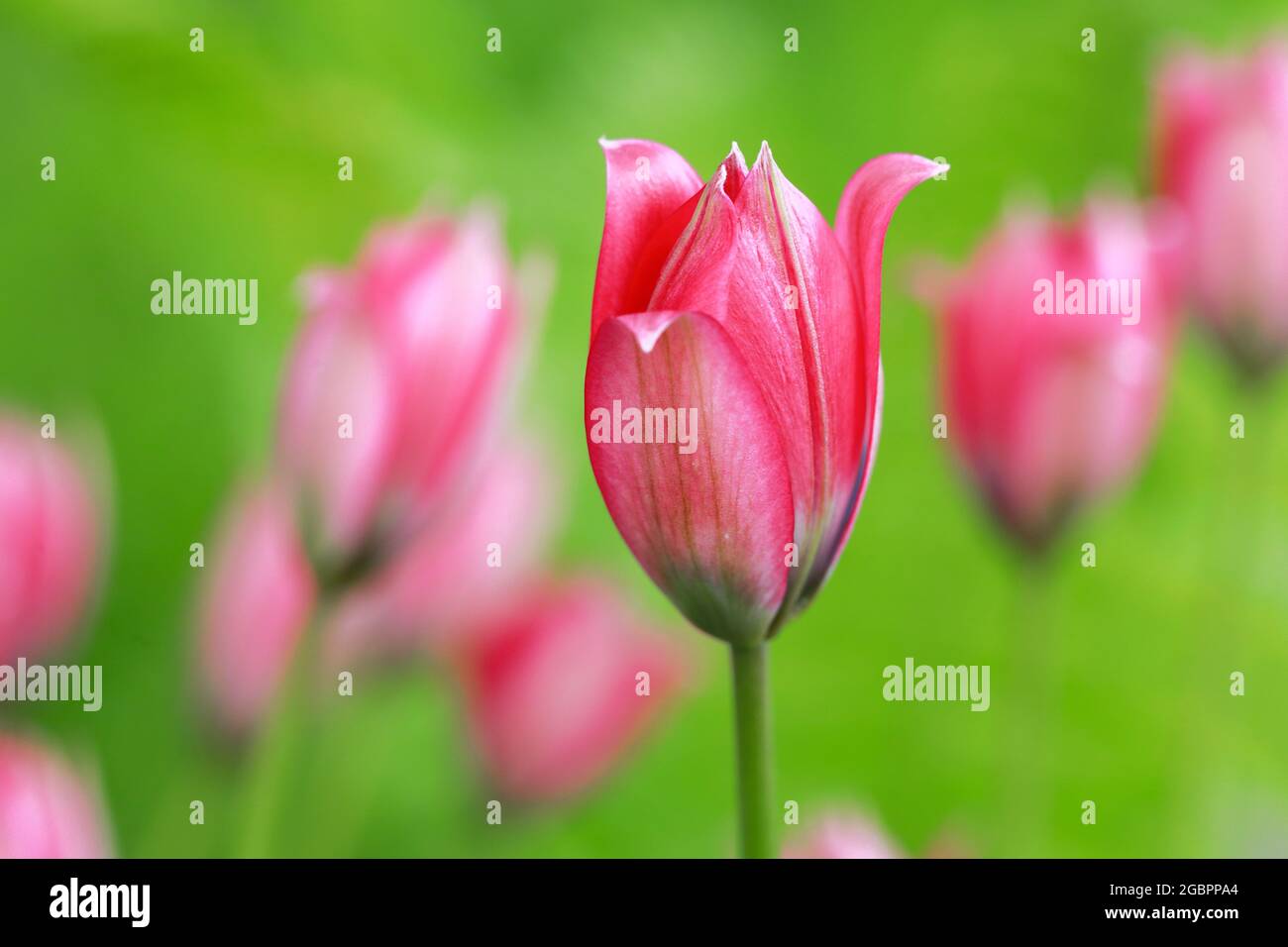 Botanica, tulipano selvatico, Svizzera, USO-NON-ESCLUSIVO-PER-BIGLIETTI-BIGLIETTI-DI-AUGURI-PIEGHEVOLI-USO-CARTOLINA Foto Stock
