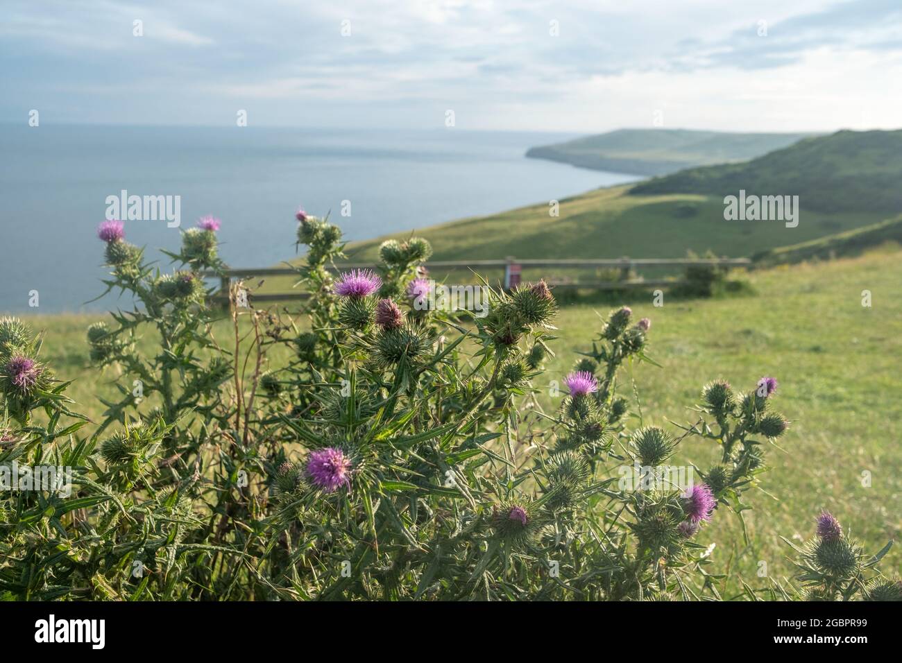Dorset- viste dal sentiero costiero lungo la Jurassic Coast vicino Swanage Foto Stock
