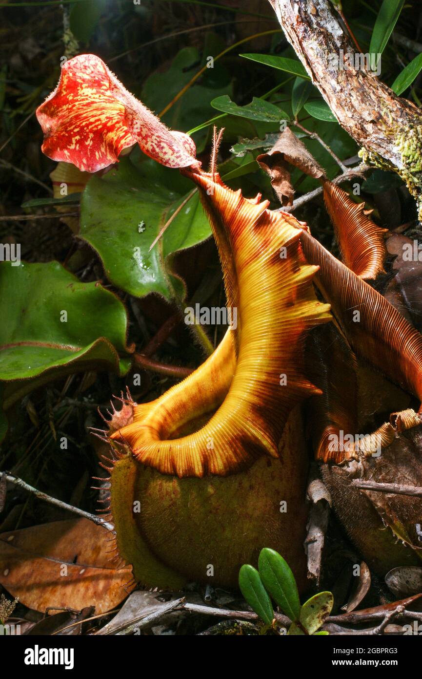 Lanciatore della pianta carnivora del lanciatore Nepenthes veitchii, vista laterale, Sarawak, Borneo, Malesia Foto Stock