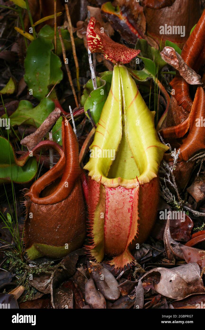 Carnitrici della pianta carnivora di carnitro Nepenthes veitchii, Sarawak, Borneo, Malesia Foto Stock